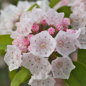 Mountain Laurel Seeds - Flower Plant