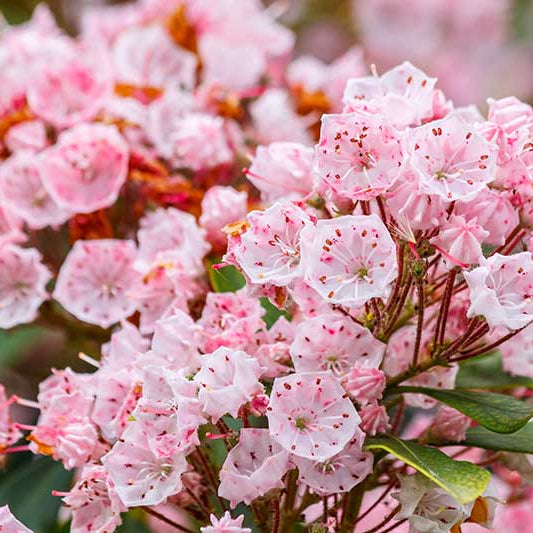 Mountain Laurel Seeds - Flower Plant