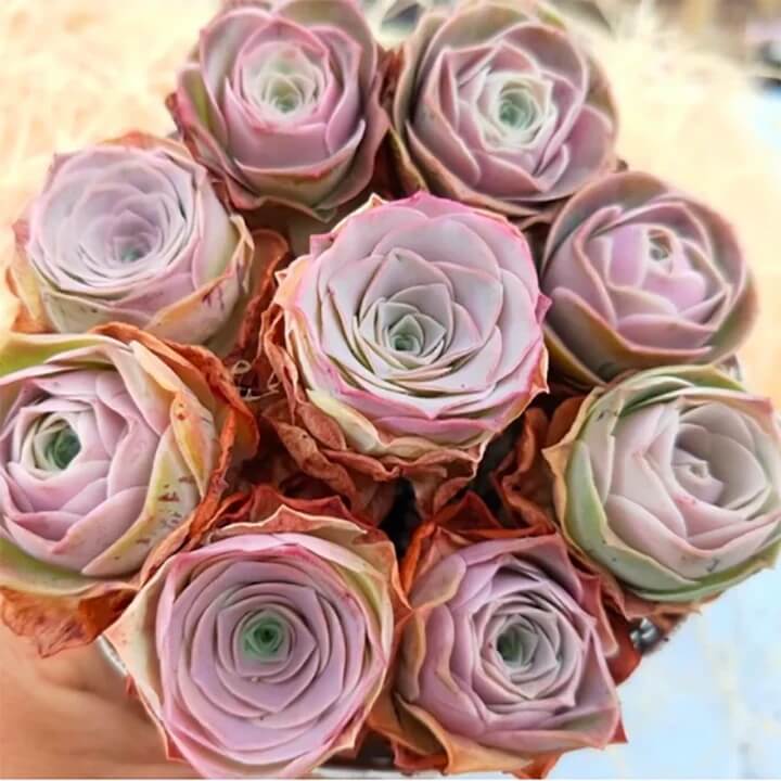 Mountain Rose Greenovia dodrantalis Seeds