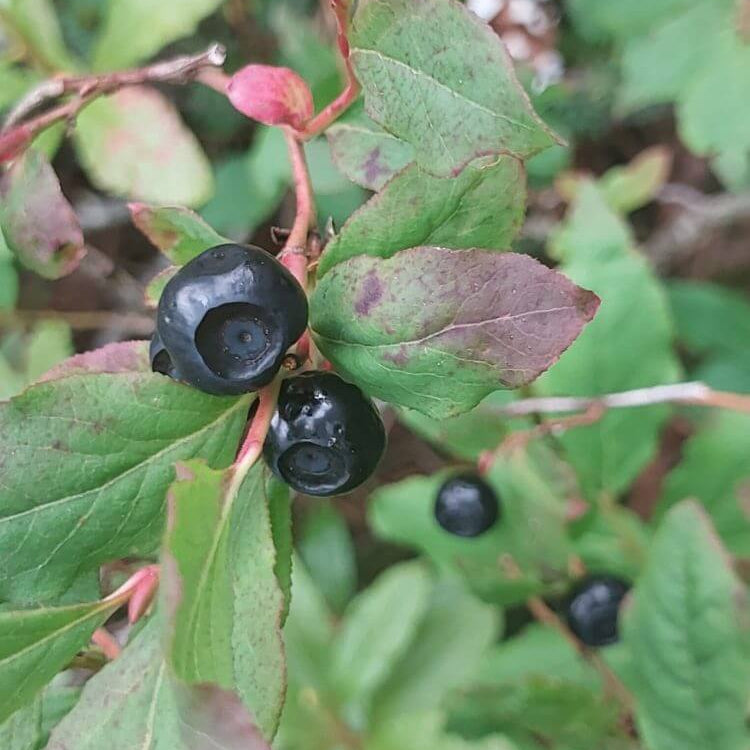 Mountain Huckleberry Seeds