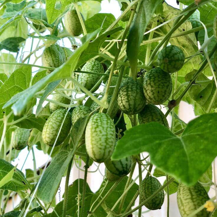 Mouse Melon Seeds