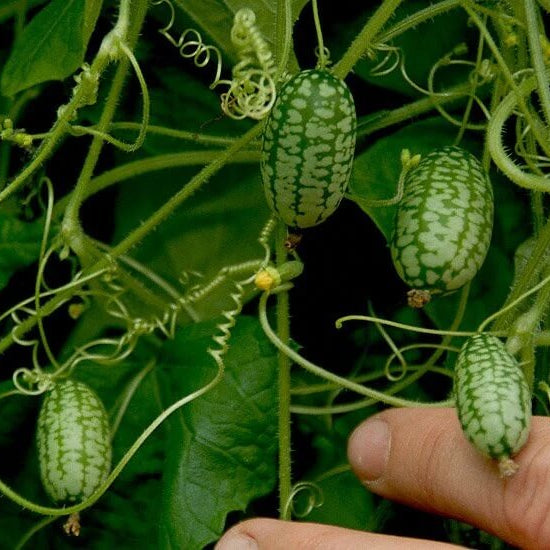 Mouse Melon Seeds