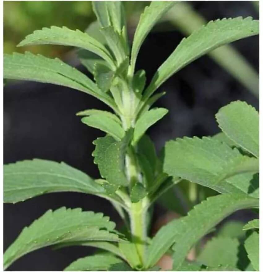 Mozzarella Basil Seeds – Sweet Italian