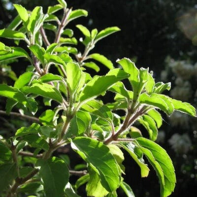 Mozzarella Basil Seeds – Sweet Italian