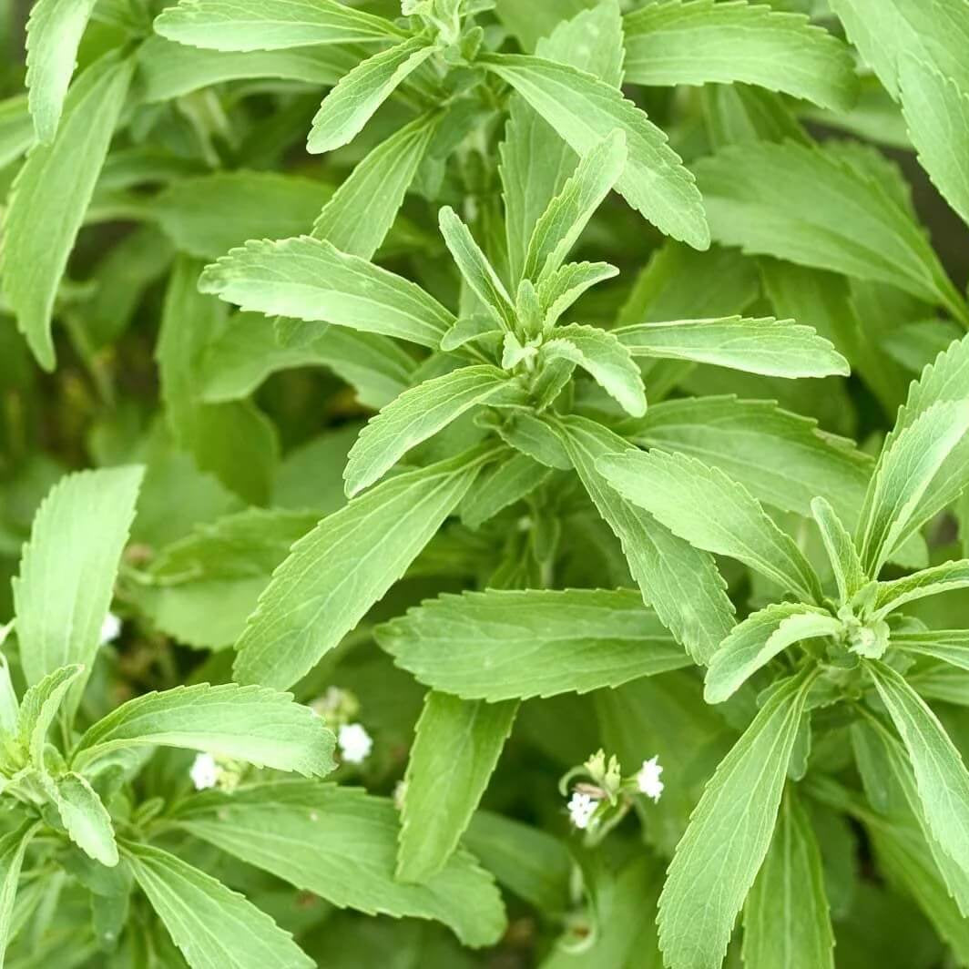Mozzarella Basil Seeds – Sweet Italian