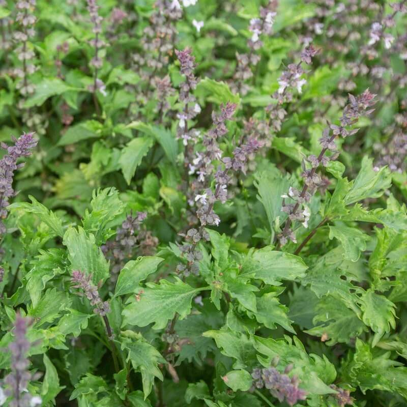 Mrihani Ocimum Basilicum Basil Seeds