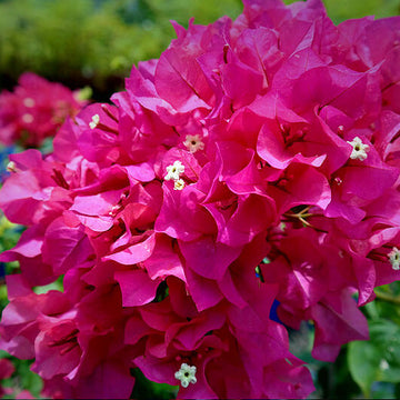 Mrs. Butt Bougainvillea Seeds - Flower Plant