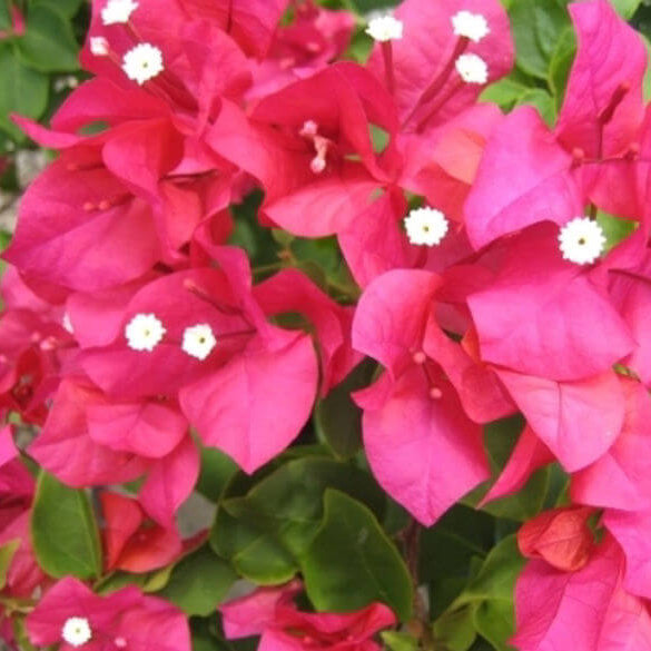 Mrs. Butt Bougainvillea Seeds - Flower Plant