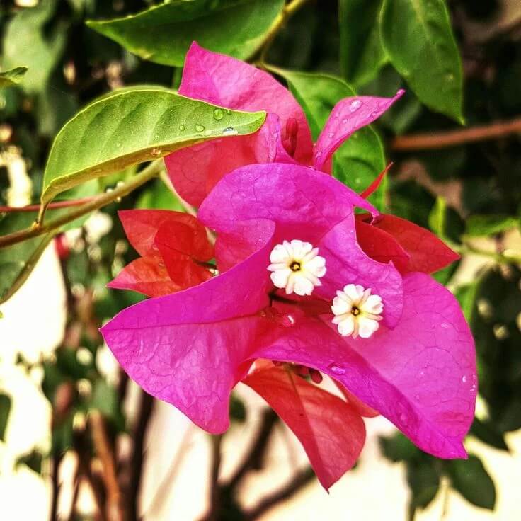 Mrs. Butt Bougainvillea Seeds - Flower Plant
