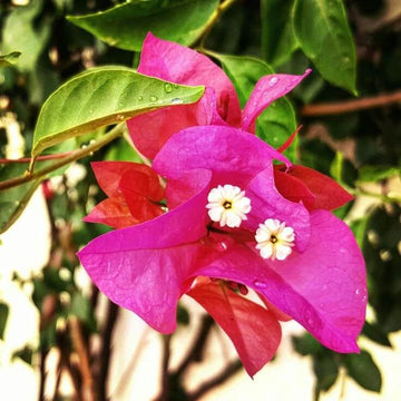 Mrs. Butt Bougainvillea Seeds - Flower Plant