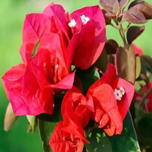 Mrs. Butt Bougainvillea Seeds - Flower Plant