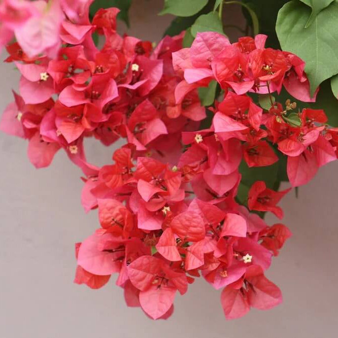 Mrs. Butt Bougainvillea Seeds - Flower Plant