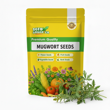 Mugwort Seeds