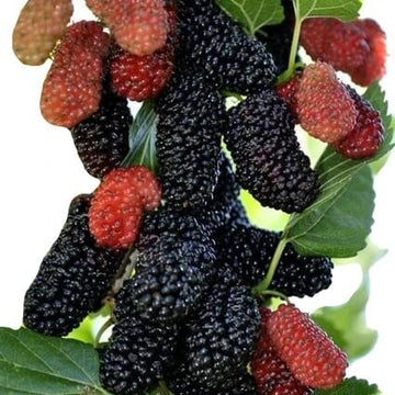 Mulberry Seeds – Futuba Long