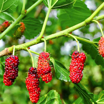 Mulberry Seeds – Red