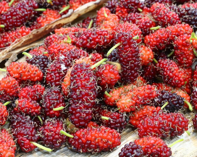 Mulberry Seeds – Red