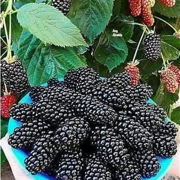 Mulberry Seeds – Futuba Long
