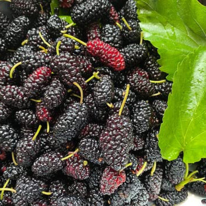 Mulberry Seeds – Futuba Long