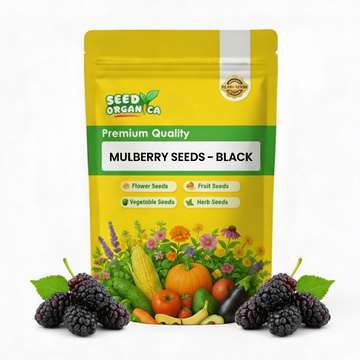 Mulberry Seeds – Long