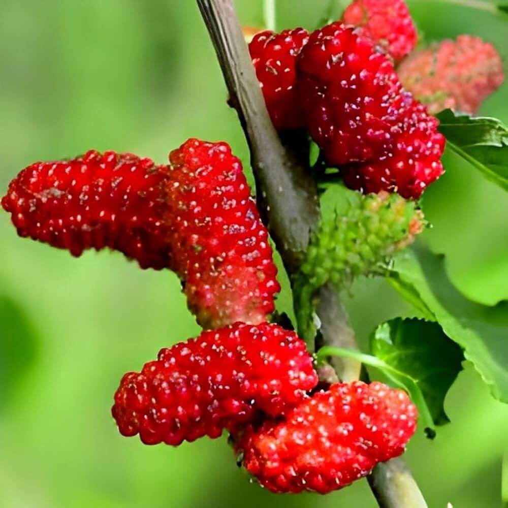 Mulberry Seeds – Red