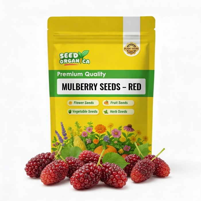 Mulberry Seeds – Red