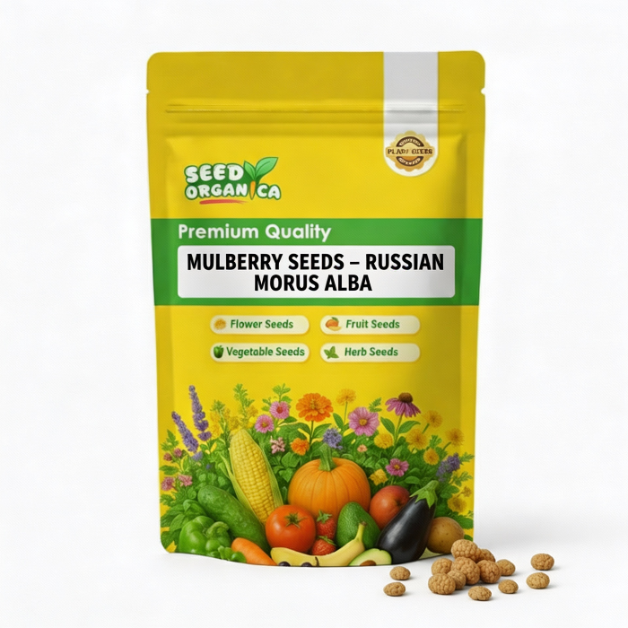 Mulberry Seeds – Russian Morus alba