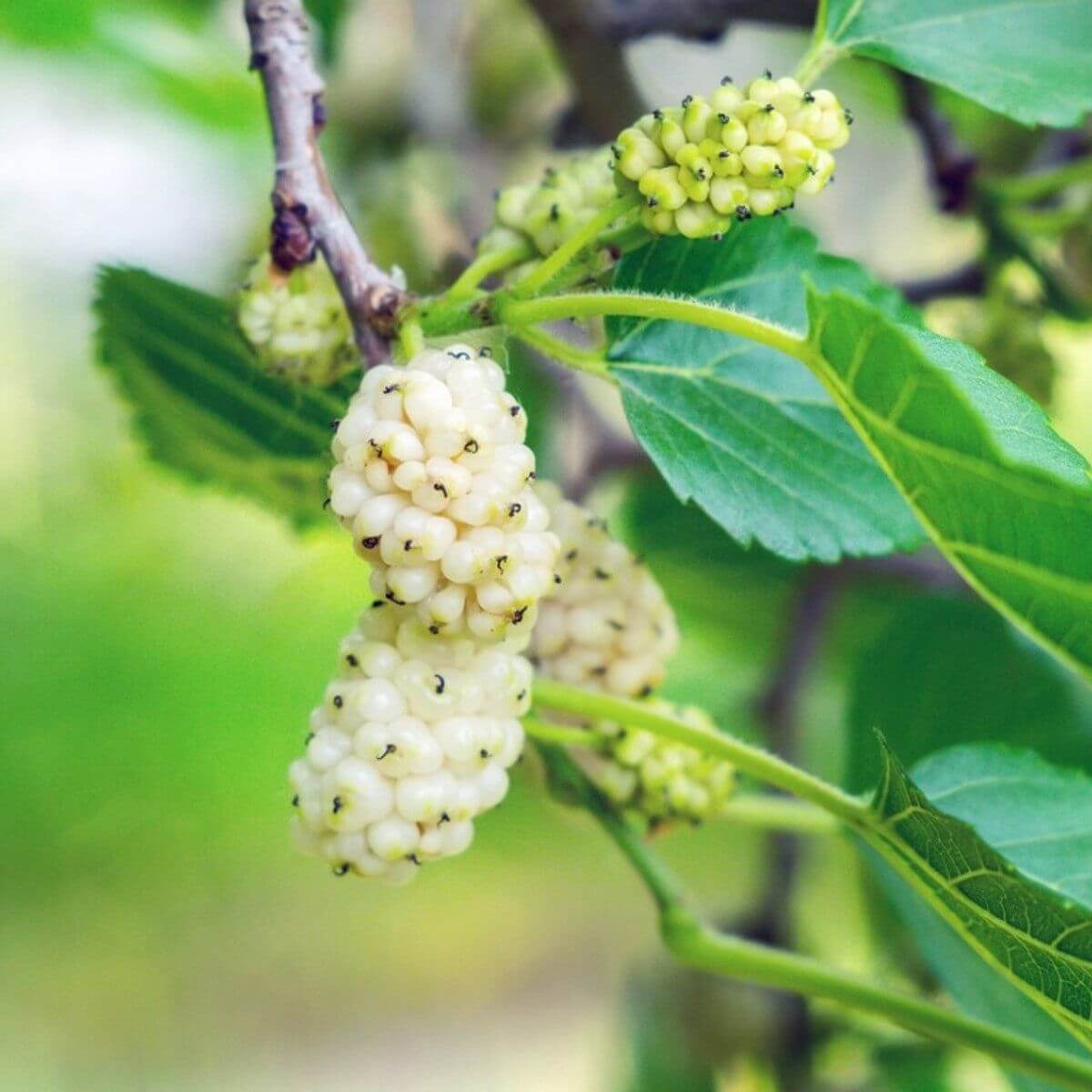 Mulberry Seeds – White