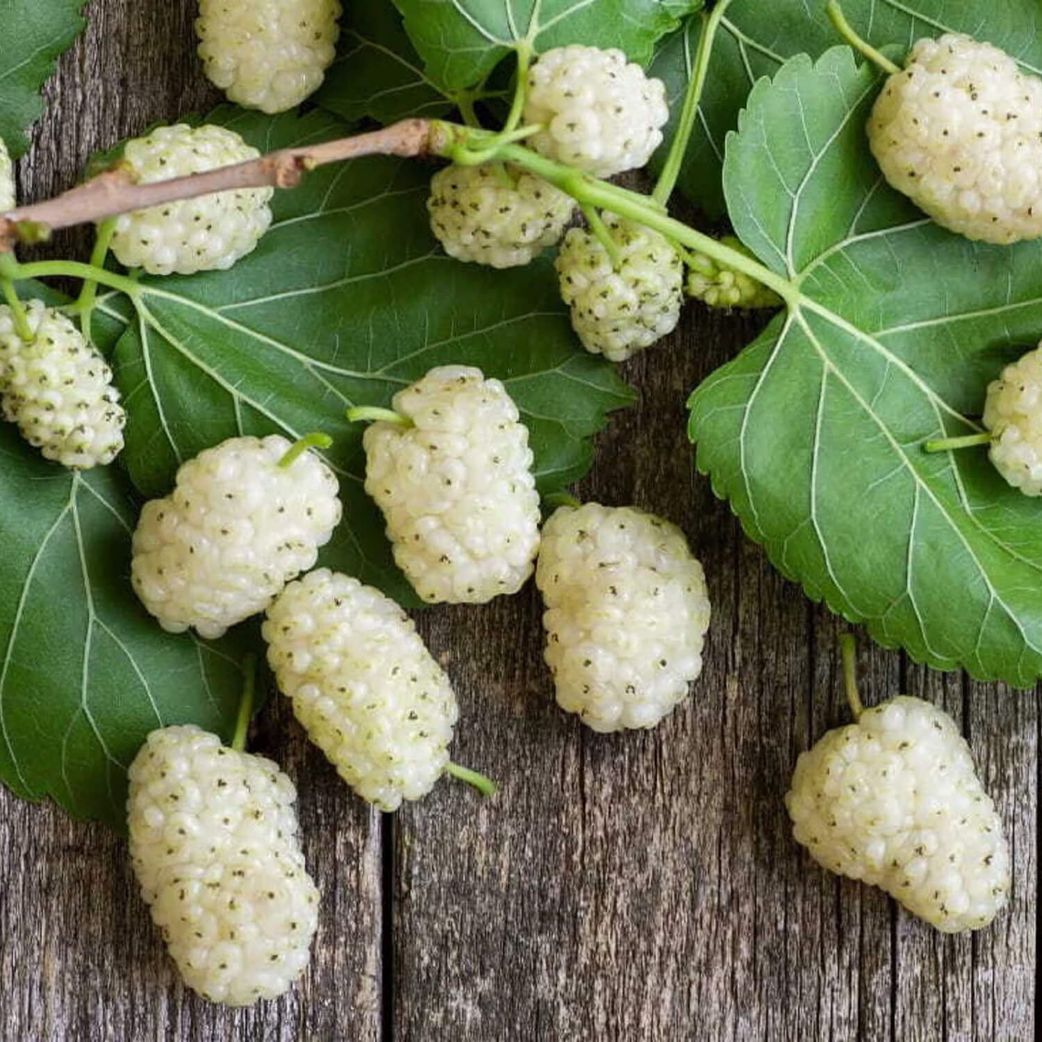 Mulberry Seeds – White