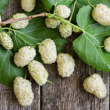 Mulberry Seeds – White