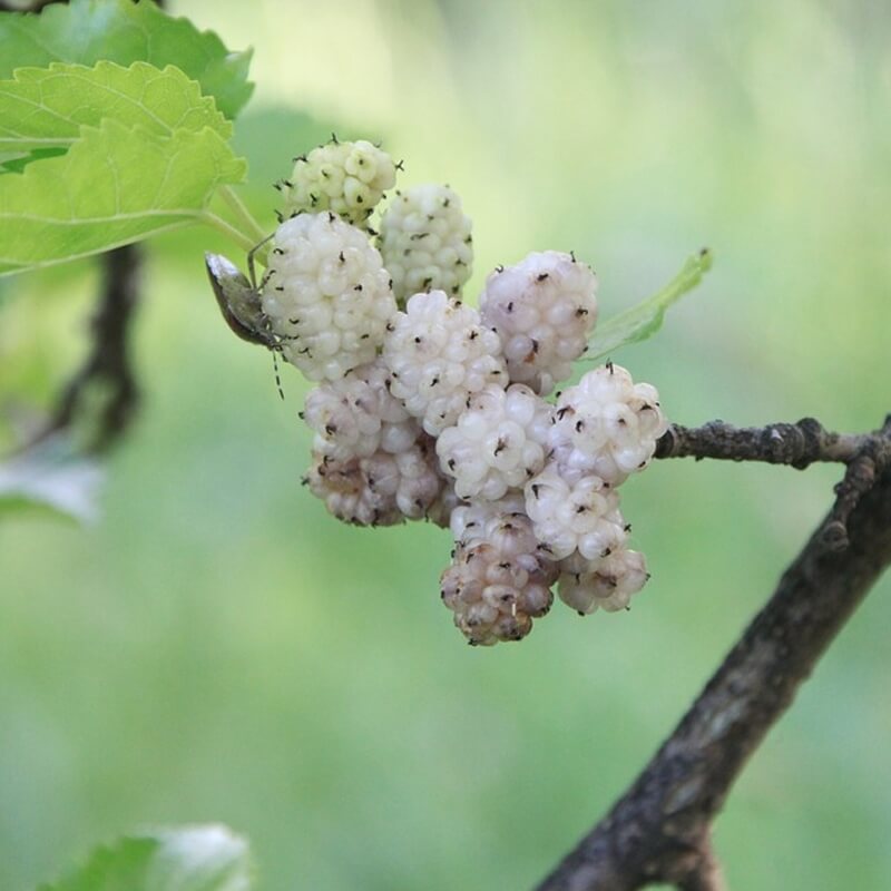 Mulberry Seeds – White