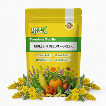 Mullein Seeds – Greek