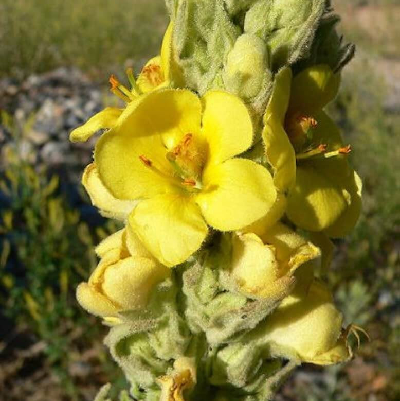 Mullein Seeds – Verbascum densiflorum