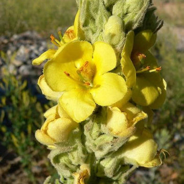 Mullein Seeds – Verbascum densiflorum