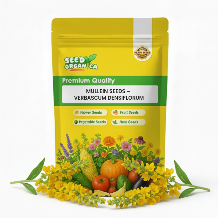 Mullein Seeds – Verbascum densiflorum
