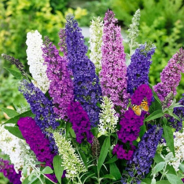 Multi-Color Mix Butterfly Bush Seeds - Flower Plant
