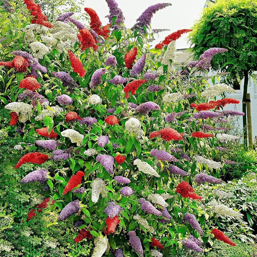 Multi-Color Mix Butterfly Bush Seeds - Flower Plant