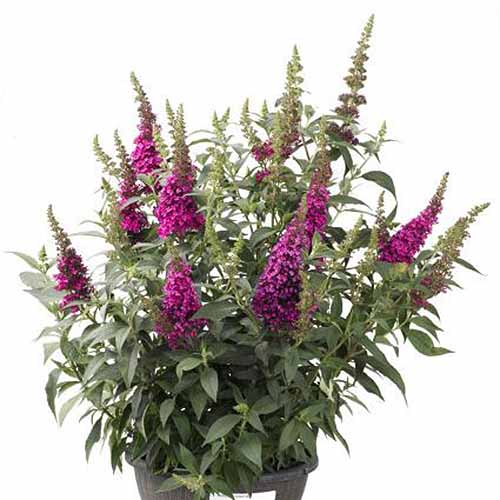 Multi-Color Mix Butterfly Bush Seeds - Flower Plant