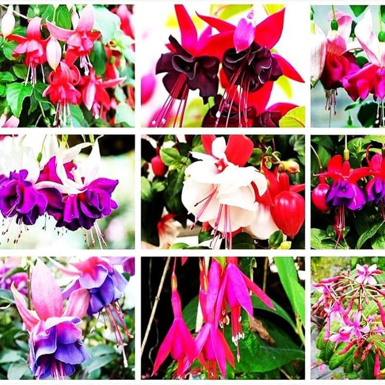 Multi-Colored Fuchsia 