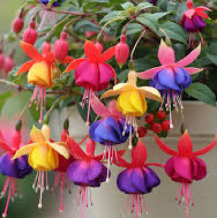 Multi-Colored Fuchsia 