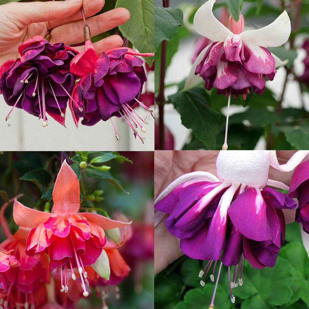 Multi-Colored Fuchsia 