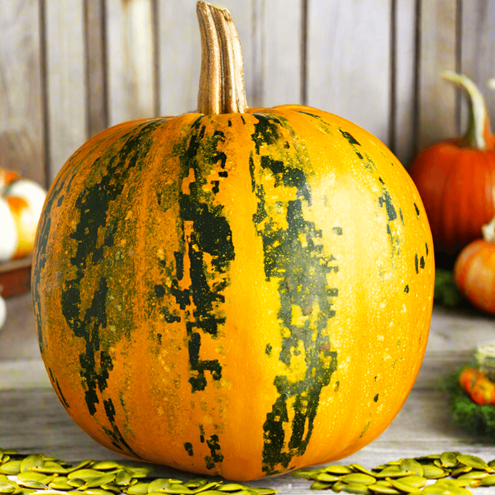 Multi-Colored Pumpkin Seeds
