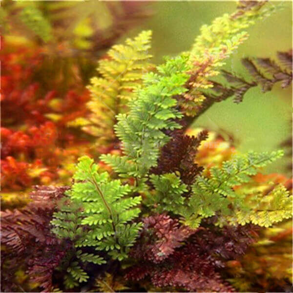Multi-Colour Fern Seeds