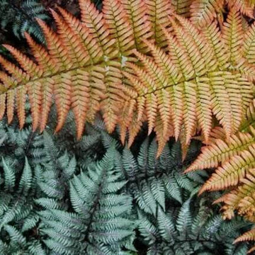 Multi-Colour Fern Seeds