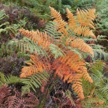 Multi-Colour Fern Seeds
