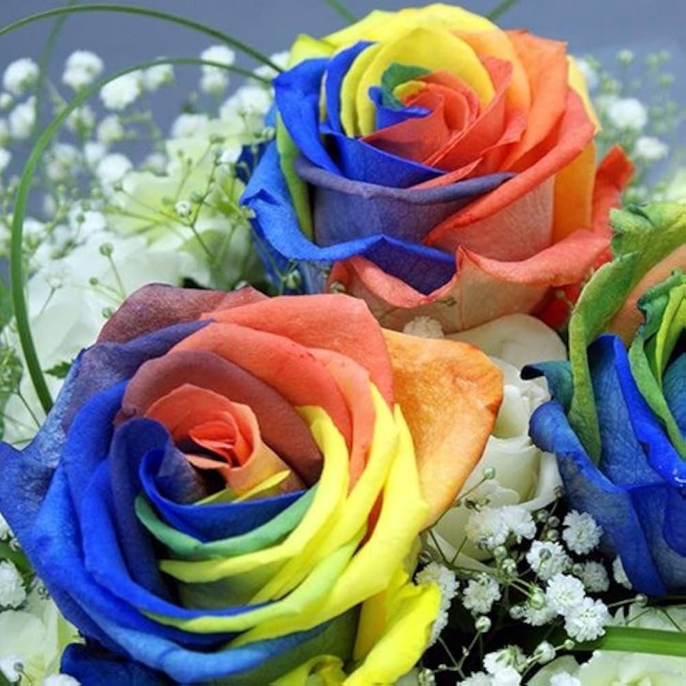 Multi-colored Rainbow Rose Seeds 