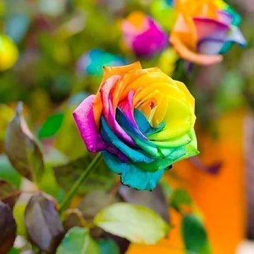 Multi-colored Rainbow Rose Seeds 