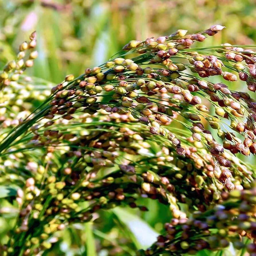 Multi Color Broom Corn Seeds - Flower Plant