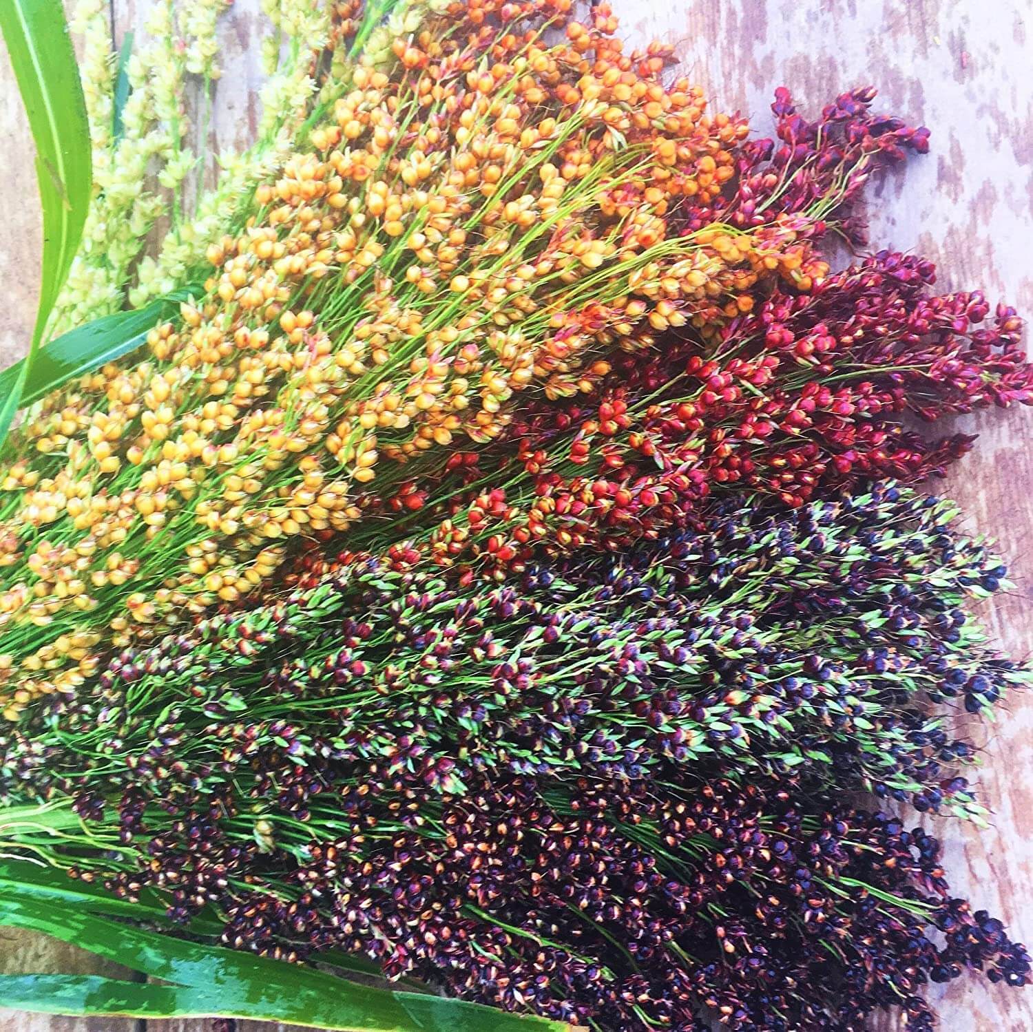 Multi Color Broom Corn Seeds - Flower Plant
