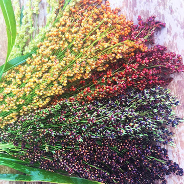 Multi Color Broom Corn Seeds - Flower Plant
