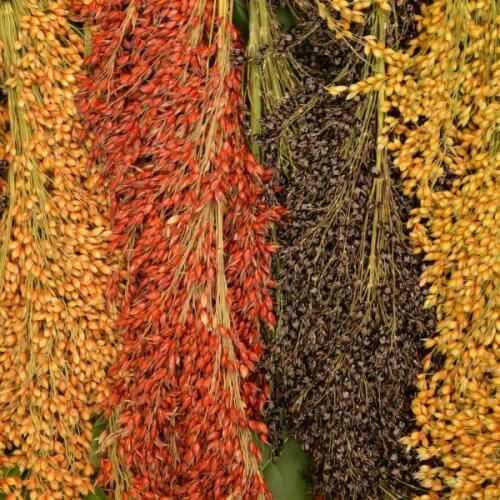 Multi Color Broom Corn Seeds - Flower Plant